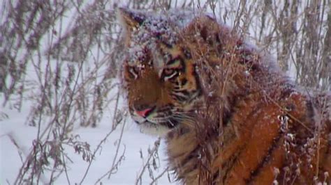 One Of The Last Generations Of Siberian Tiger Operation Snow Tiger Bbc