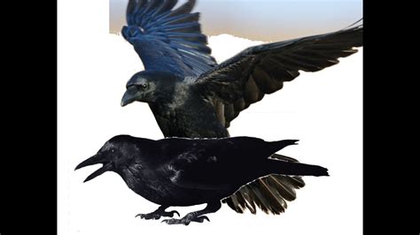 Crow Mating Mating Of Crows Crow Mating Sounds Crow Mating Call Birds Mating Crows Mating