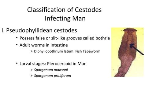 Classification Of Cestodes