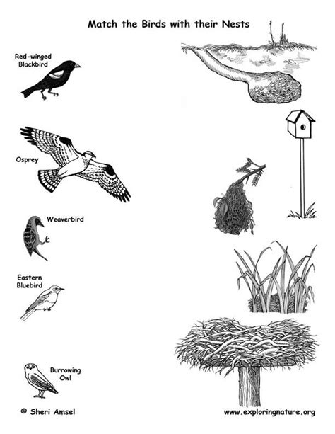Information Chart Of Birds And Their Nests