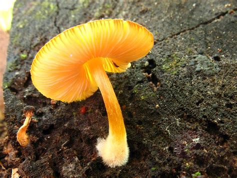 Bright Orange Mushroom Mushroom Hunting And