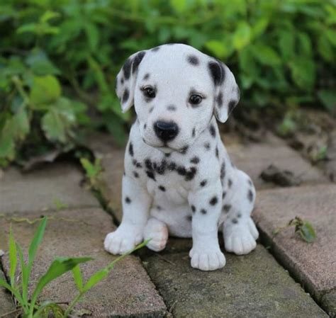 Cute Little Puppy Raww