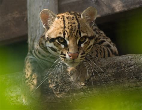 12 Facts About The Beautiful Ocelot Cat Leszer