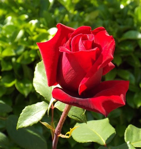 Rose Garden Flower · Free Photo On Pixabay
