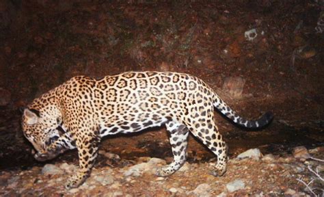 Depending on your lifestyle and preferences, you could want a cat to sit back wait until his or her first birthday. El Jefe (jaguar) - Wikipedia