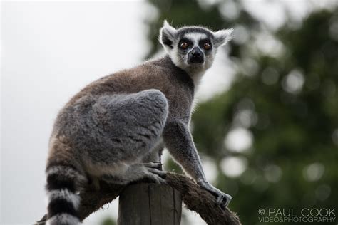 Africa Alive Ring Tailed Lemur Please Visit My Website O Flickr