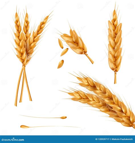 Set Of Illustrations Of Wheat Spikelets Grains Sheaves Of Wheat