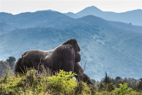 Silverback Guhonda In Volcanoes National Park Rwanda Photo By Daryl