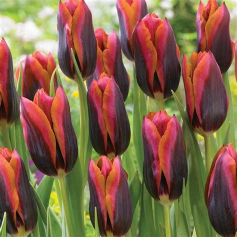Maroon Magic Tulip Flowers And Bulbs Veseys Tulips Planting
