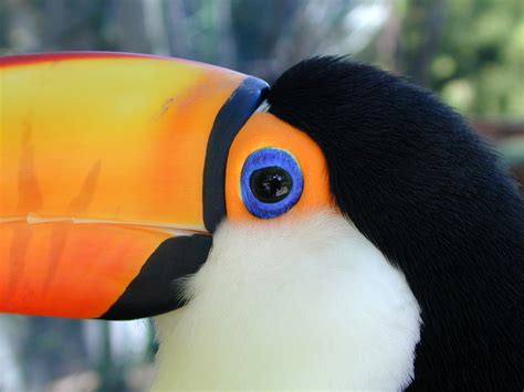 How Toucans Stay Cool Birdnote