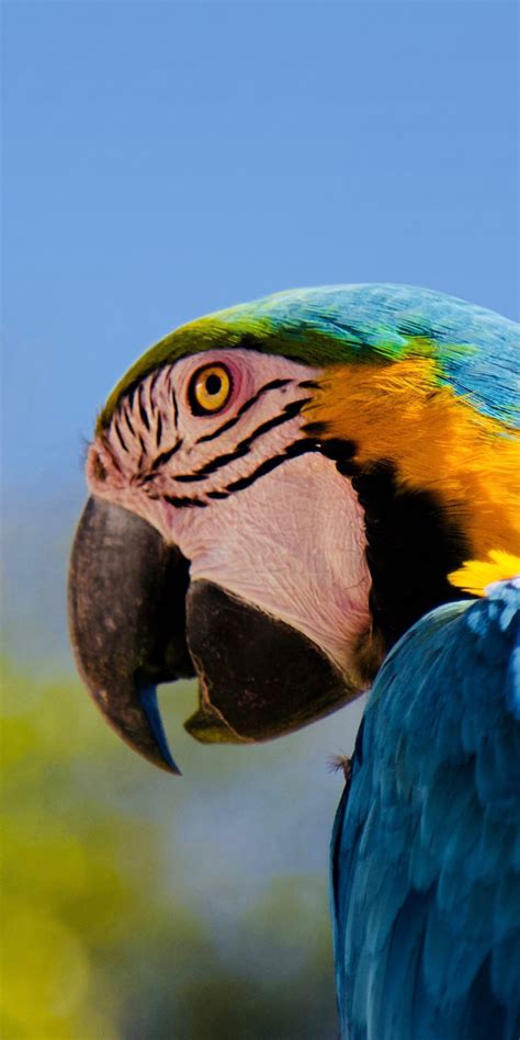 Download Wallpaper 1080x2160 Parrot Macaw Muzzle Honor 7x Honor 9