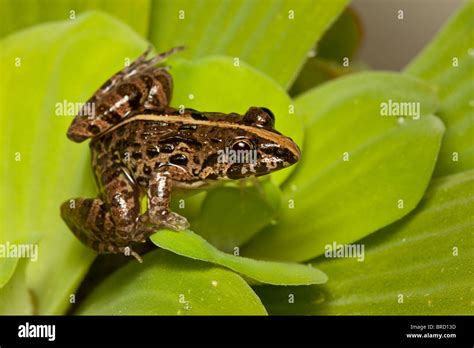 Grass Frog Fejervarya Limnocharis Tuaran Sabah Borneo Stock Photo