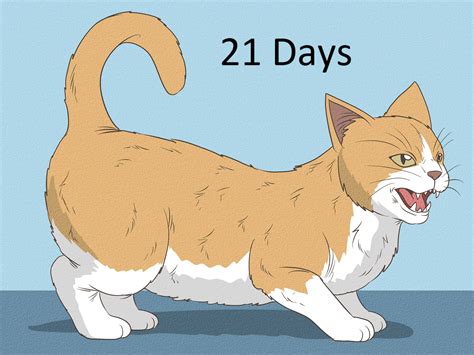 発情期の猫を見分ける方法 11 ステップ 画像あり Wikihow