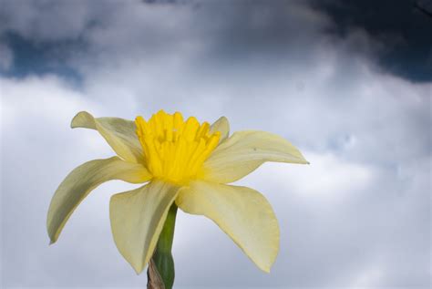 Daffodils Daffodil Flower Sky