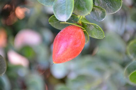 The joint chiropractic aurora, co is located in the gardens on havana shopping plaza, on the east side of havana & mississippi. Natal Plum (Carissa macrocarpa) in Denver Centennial ...