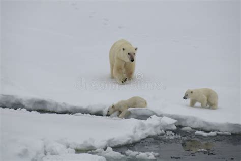 Polar Bear With Cubs Walking In An Arctic Stock Photo Image Of