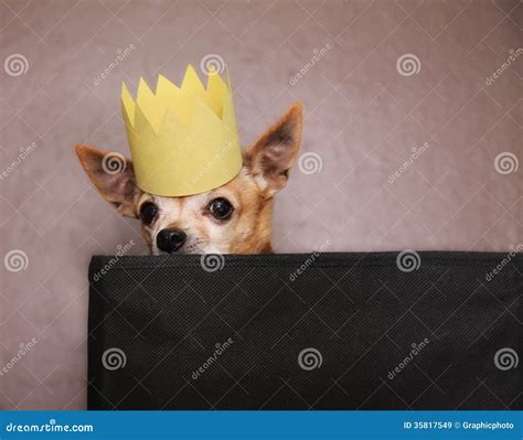 A Cute Chihuahua With A Crown On Stock Image Image Of Muted Mans