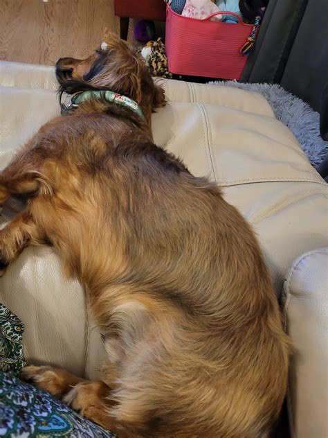 Dachshunds Seeking Forever Home Rescue