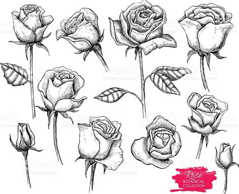 Vector Hand Drawn Botanical Rose Set Engraved Collection Great For