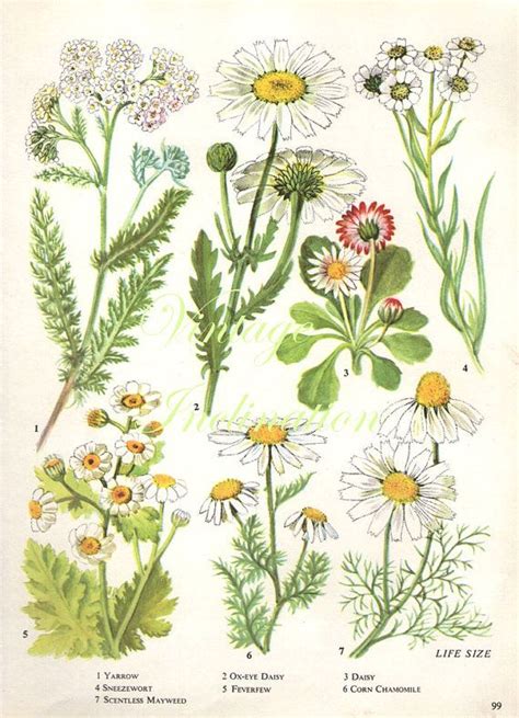 Vintage Botanical Print Antique Daisy Plant By Vintageinclination
