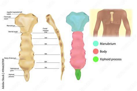 Sternum Anatomy The Articulations And Parts Of The Sternum Sternal Manubrium Manubrium