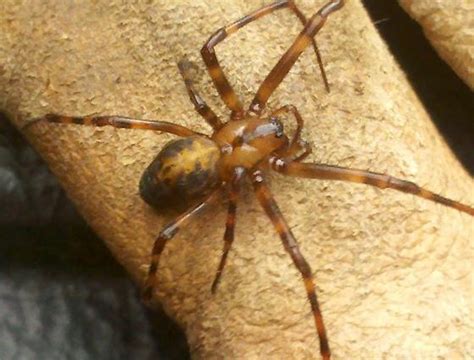 Spider Found In Monroe County Pa Found In Wood Pile Meta