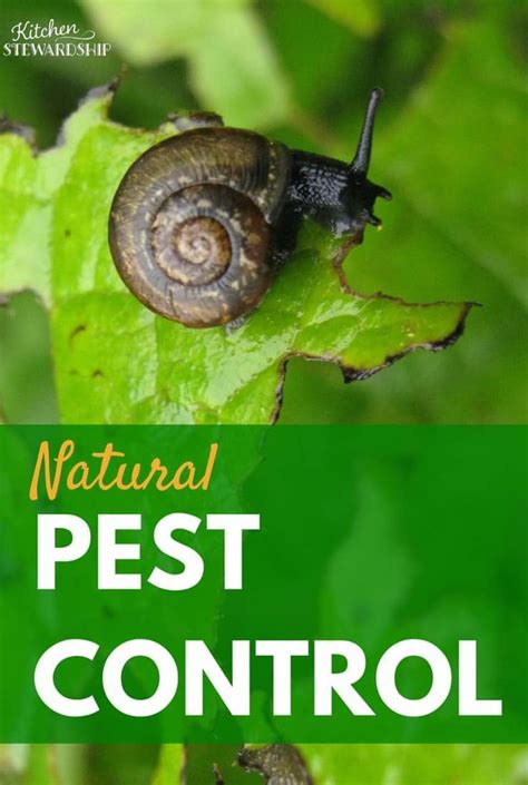 We did not find results for: Natural Ways to Control Pests in Your Organic Garden | Organic pesticide, Garden pest control ...