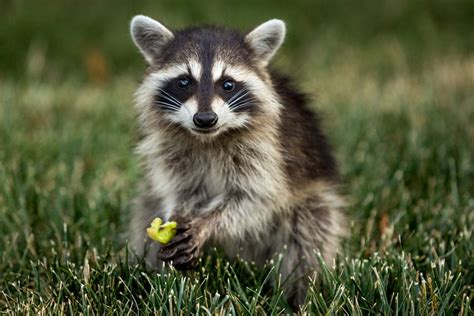 Rocky By David Piet Photo 141051041 500px Baby Raccoon Cute