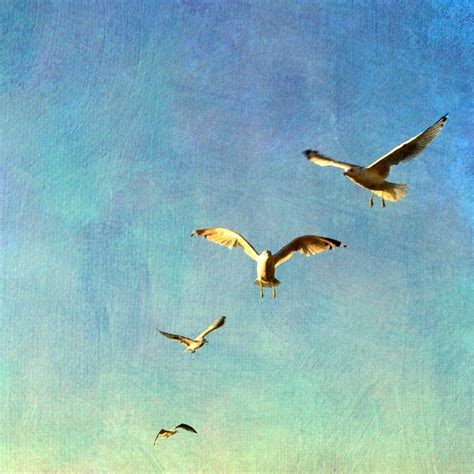 Seagulls Flying Over The Beach By Michelle Calkins Photographic Print