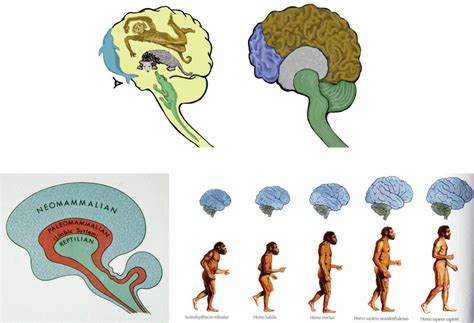Evolution Of The Brain