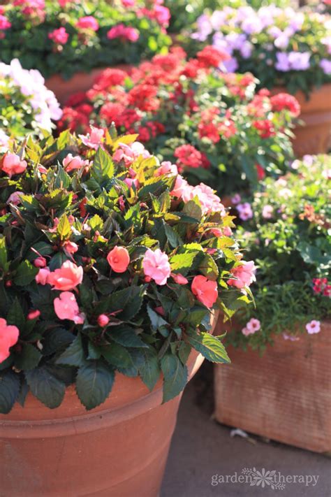 All About Container Gardening The Steps To Grow