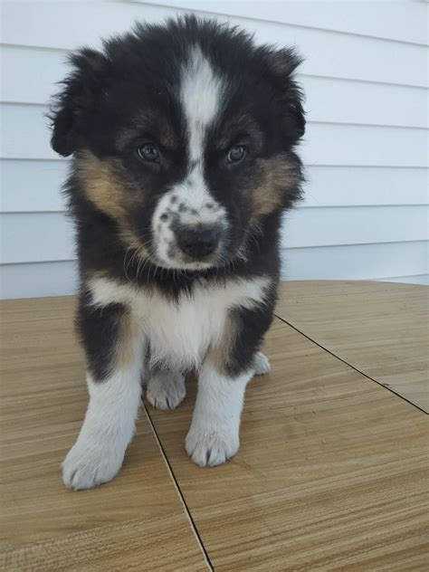 We truly believe that there is an aussie for everyone! Australian Shepherd Puppies For Sale | Kalamazoo, MI #321325
