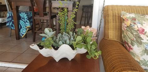 I Made This Beautiful Succulent Planter From Concrete Giant Clam Shell Clams Concrete