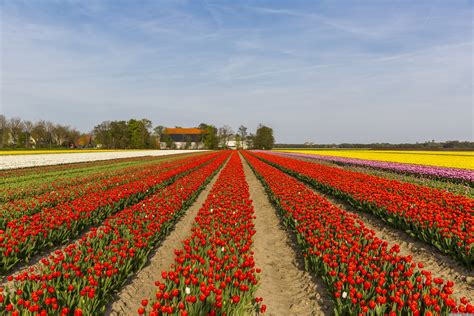 Tulip Festival In The Netherlands Netherlands Blog About