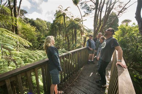 Waitakere Ranges Wilderness Experience Tour From Auckland In Auckland