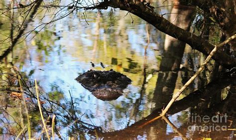 Alligator In The Swamp Photograph By Paulette Thomas Fine Art America