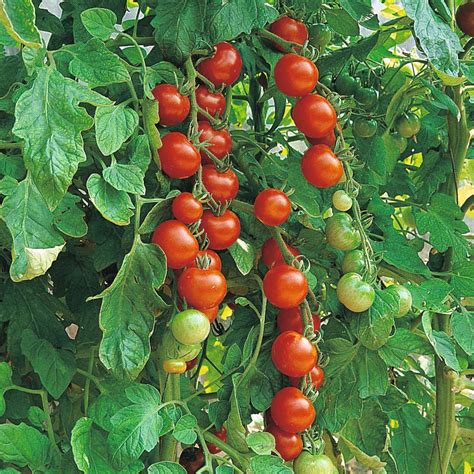 Gardeners Delight Cherry Tomato Aka Sugar Lump Tomato Of