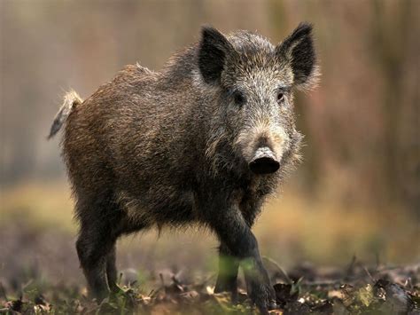 Image Detail For Wild Pig Picture Hunting Pinterest Animal