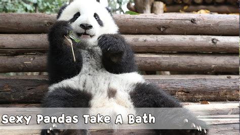 Sexy Pandas Take A Bath Ipanda Youtube