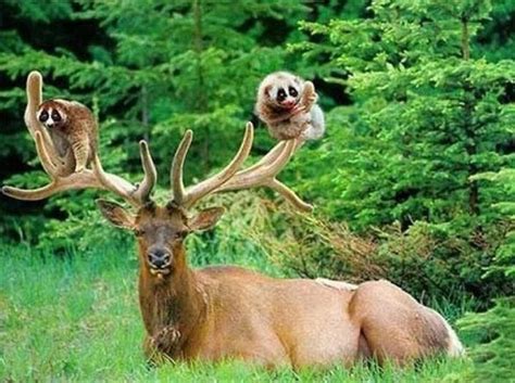 Lemurs And Stag Nice Home Unusual Animal Friendships Unlikely