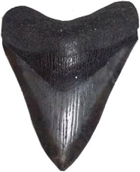 The 8 Best Megalodon Fossil Shark Tooth For Sale Life Sunny