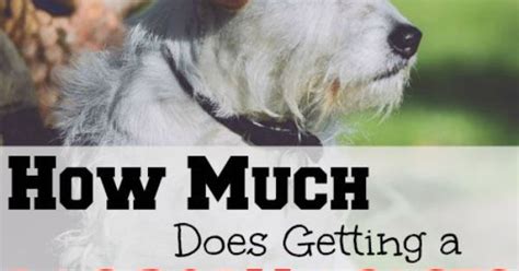 Maybe you would like to learn more about one of these? How Much Does Getting a Dog Really Cost? | Dog and ...