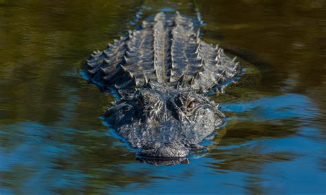 And alligators are hazardous animals; Alabama Alligator Season opens this week