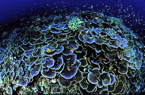 bp moves to drill near newly discovered coral reef despite warnings from scientists true activist