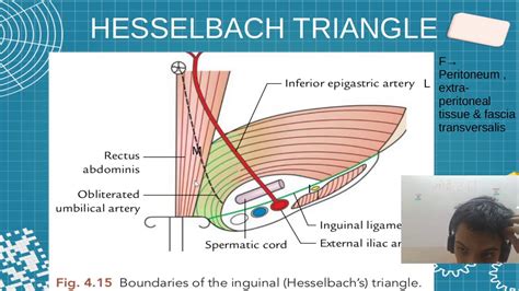 Inguinal Hernia Anatomy Triangle