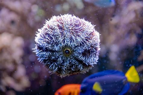 Premium Photo Sea Urchins Are Spiny Globular Echinoderms In The Class