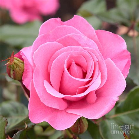 Pink Rose Photograph By Carol Groenen