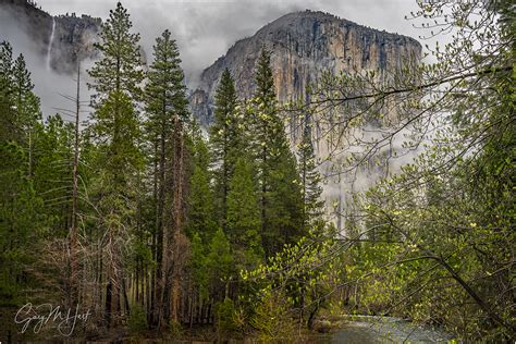 Spring Dogwood Bloom Ribbon Fall And El Capitan Yosemite Eloquent