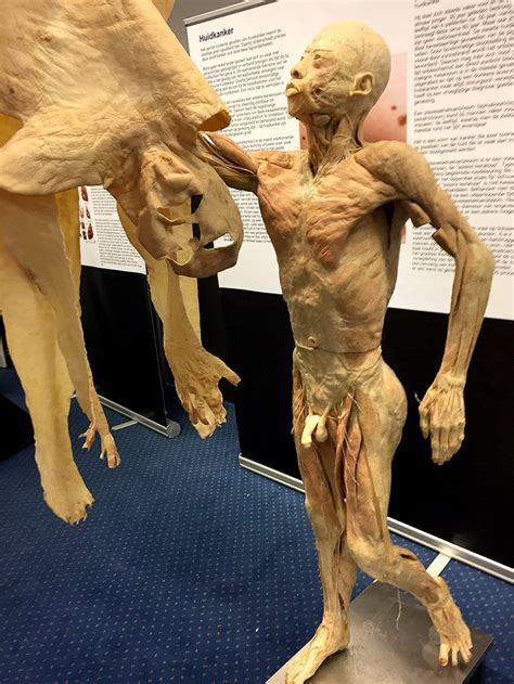 One photograph at a time. Omstreden lijkententoonstelling Real Human Bodies komt ...