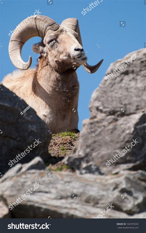 White Mouflon America Amercan Bighorn Stock Photo 102579233 Shutterstock